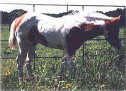 1997 Texans Miss Kitty Foal