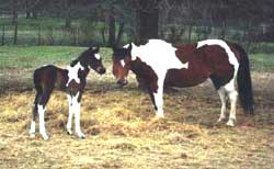 1999 Texans Miss Kitty Foal