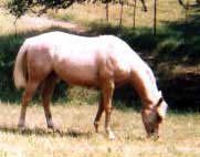 Doczan Parr Two