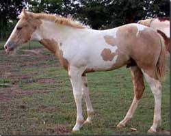 2002 Texans Miss Kitty Foal