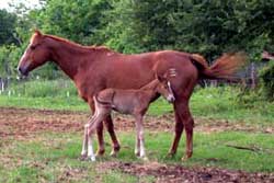 2002 Two Eyed Val Foal