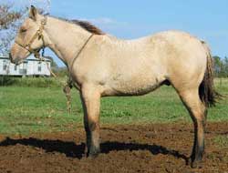 2003 Texans Miss Kitty Foal