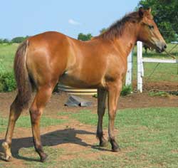 2004 Texans Miss Kitty Foal