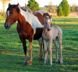 2005 Texans Miss Kitty Foal