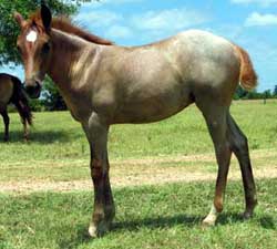 2005 Red Roan Filly