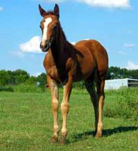 2005 Sudielena FOal