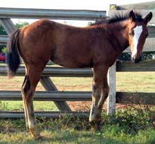 2006 Got Alot Of Freckles Foal