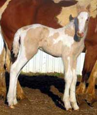 2006 Texans Miss Kitty Foal