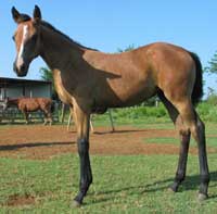 2007 Got Alot Of Freckles Foal