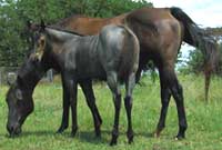 2007 Miss Black Remedy Foal
