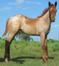 2007 Sudielena FOal